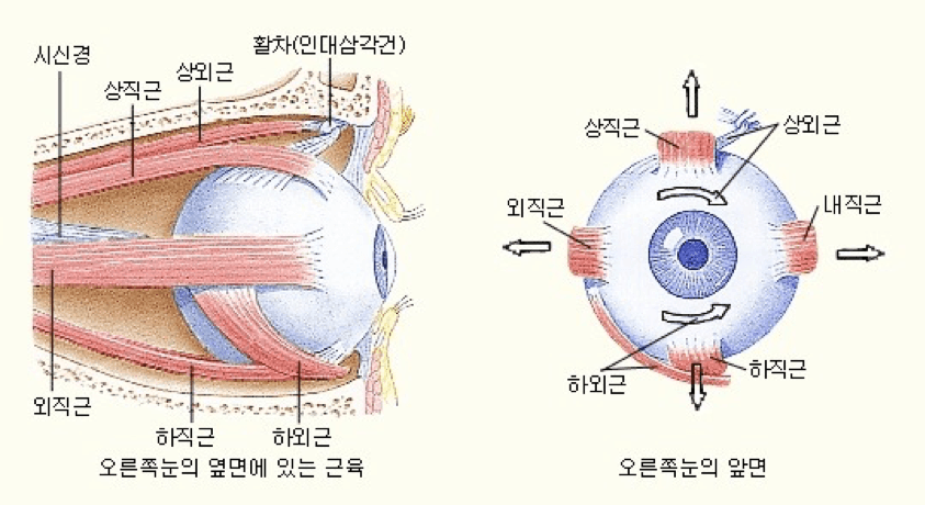 그림 4) 눈의 여섯 개 근육
