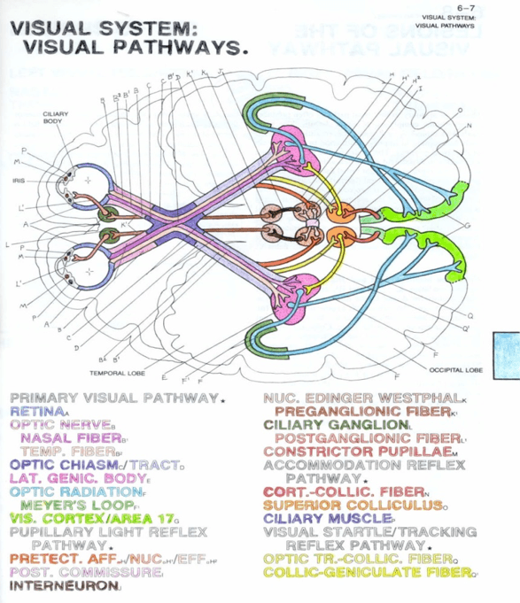 그림 3) Visual Pathways